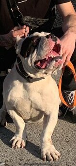 American Bully s pp