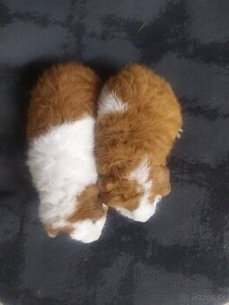 US TEDDY