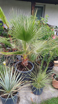 Palma Washingtonia Filifera