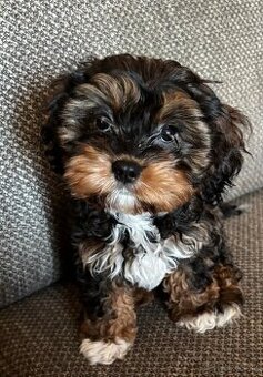 Cavapoo fenka Tricolor