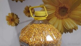 Včelí peľ. Top kvalita aj cena pre veľkoodber