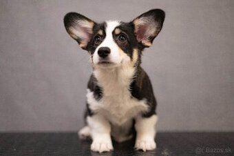 Welsh corgi pembroke s PP