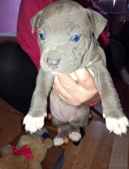 americky staforshier terrier