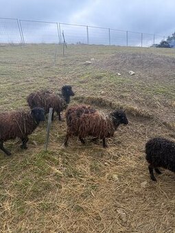 Predam QUESSANTSKE ovecky