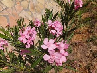 Mrazuvzdorné Oleandre