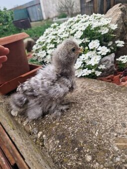 Hodvabnicka USA kuriatka