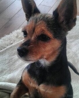 Chorkie fenka