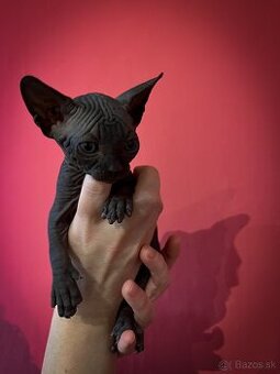 Kanadský Sphynx- mačiatka