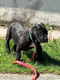 American bully
