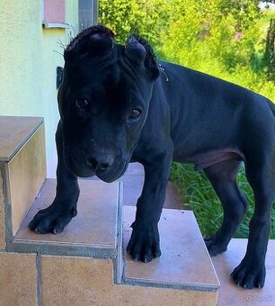 American bully