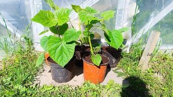 Sadenica rýchlorastúceho stromu Paulownia hybrid 9501 40+cm