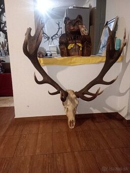 Poľovnicke trofeje