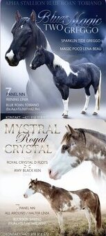 APH APHA PAINT HORSE ŽREBECE pripúšťanie