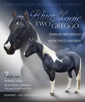 APH APHA PAINT HORSE ŽREBECE pripúšťanie