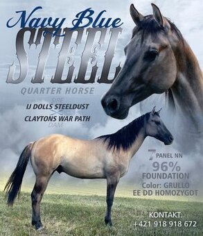 APH APHA PAINT HORSE ŽREBECE pripúšťanie