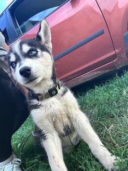 Predám Šteniatka Sibírsky Husky