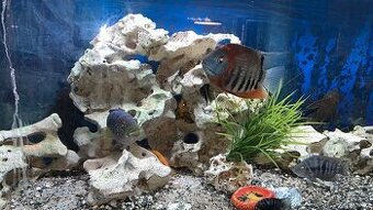 Prekrasne veľké akvárium 700 l..