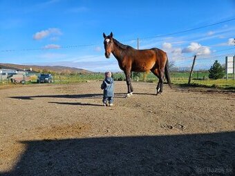 Slovenský teplokrvník