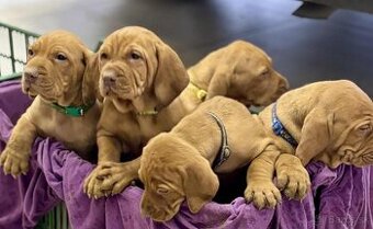 Maďarská vyžla šteniatka