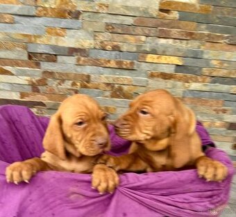 Maďarská vyžla šteniatka - 1