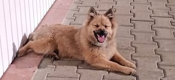 Špic  pes 🐾⏩☎️