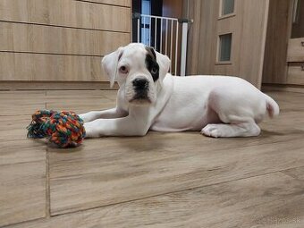 Nemecký boxer šteniatko PP