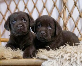 Šteniatka labrador retriever s PP, Labradorsky retriever