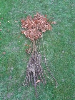 Sadenice dub cerový