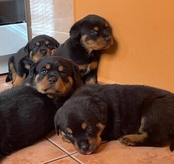 Rotweiler