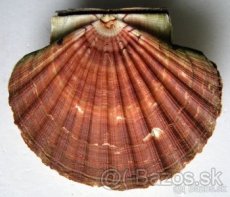 Pecten maximus - 1