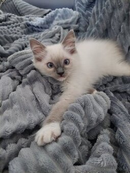 Ragdoll kocúrik bez PP