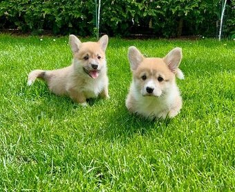 Welsh corgi pembroke