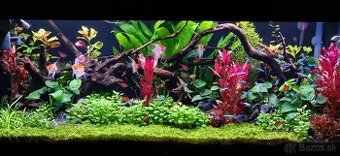 Juwel Rio 240 - KOMPLET