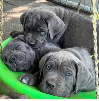 Cane corso