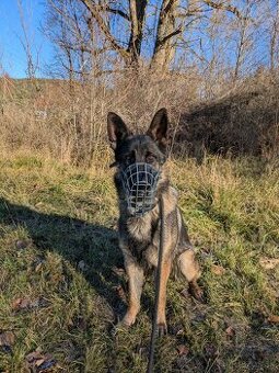 Nemecký ovčiak darujem