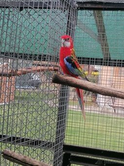 Rozela pestrá červená