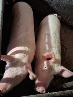 Predám jatočné prasa