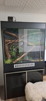 Terarium leguan