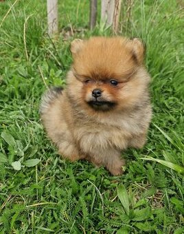Pomeranian