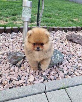 Pomeranian