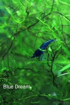 Neocaridina Blue dream