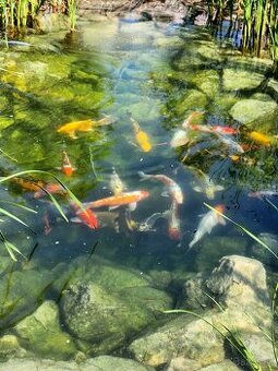 Koi kapor koi kapre karas karasy jazierkove ryby
