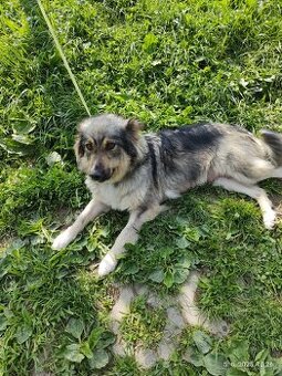 Fenka