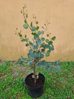 EUKALYPTUS POLYANTHEMOS