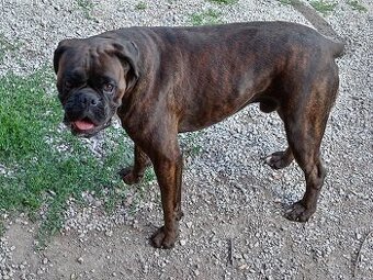 Nemecký boxer - 1