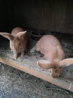 Burgundské králiky