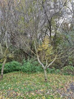 Pozemok na rekreáciu