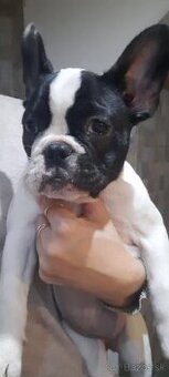 Francúzsky buldoček