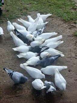 BIELE HOLUBY a HRDLIČKY