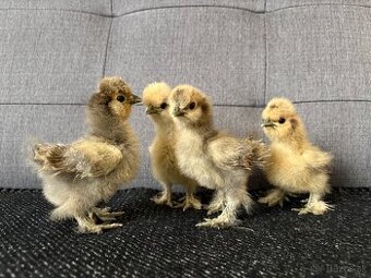 Kuriatka hodvabnicky